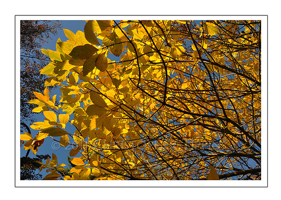 Fall Foliage, Long Island, New York 05