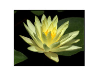 Lotus Flower 04