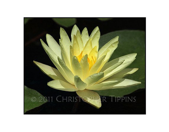 Lotus Flower 04