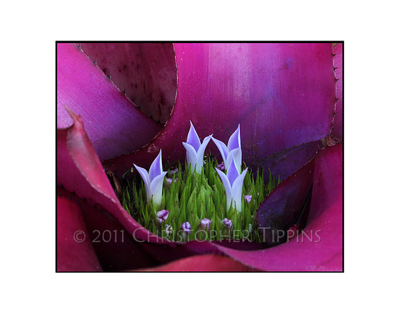Bromeliad
