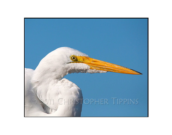 Great White Egret 01