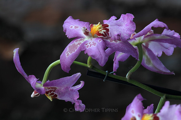 Mounts Botanical Garden, April 26, 2025
