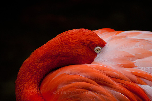 "American Flamingo"