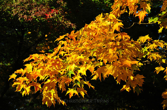 Fall Foliage, Long Island, New York, 2010