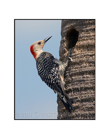 Red Bellied Woodpecker