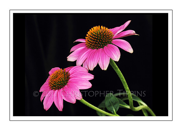 Pink Coneflower