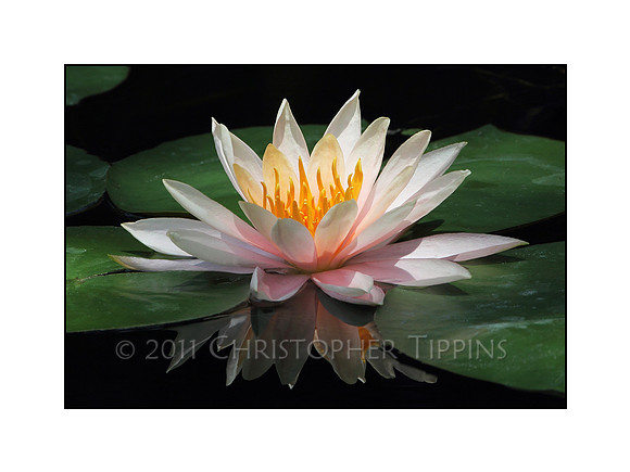 "Reflections in Quiet Beauty"