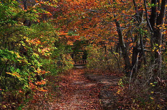Fall Foliage, Long Island, New York, 2010