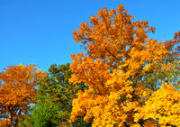 Fall Foliage