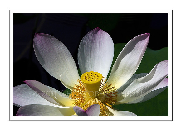 Lotus Flower 10