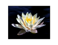 Lotus Flower 09