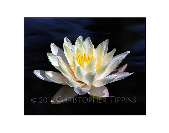 Lotus Flower 09