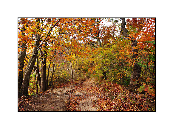 Fall Foliage, Long Island, New York 06