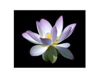Lotus Flower 06