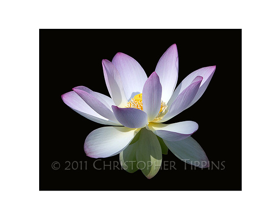 Lotus Flower 06