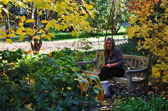Fall Foliage, Long Island, New York, 2010