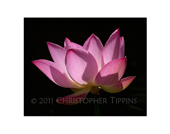 Lotus Flower 05