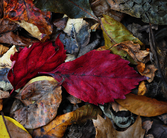 Fall Foliage, Long Island, New York, 2010