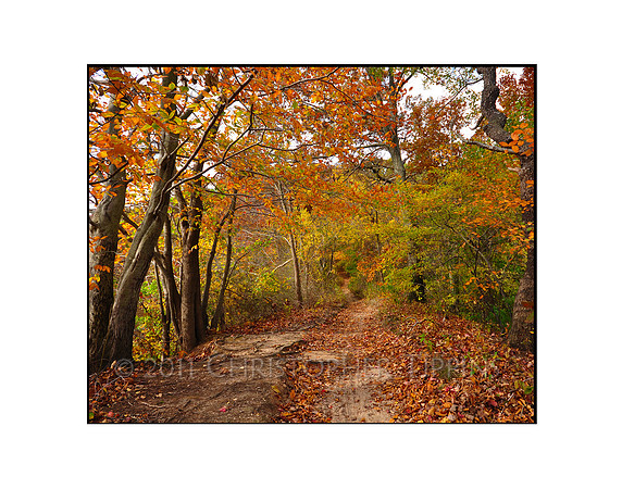 Fall Foliage, Long Island, New York 06